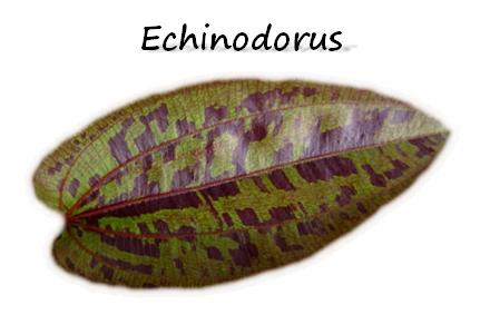 Echinodorus